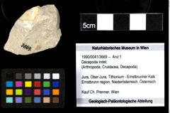 Foto (Objekt + Etiketten) von Decapoda indet. 